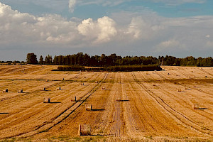 fields at harvest time
