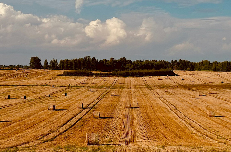 fields at harvest time