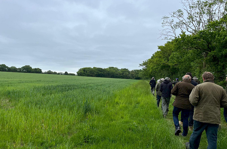 people walking in a field
