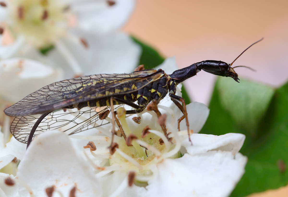 Saproxylic insects survey photo