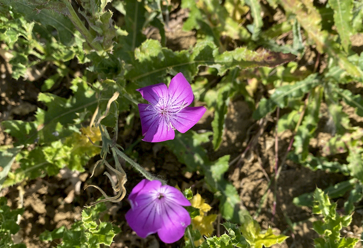 Rare Arable Plants photo