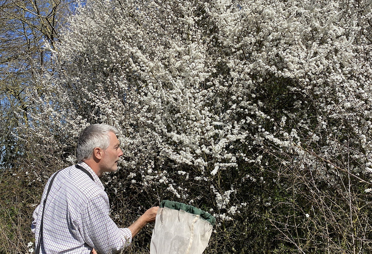 Spring pollinators photo